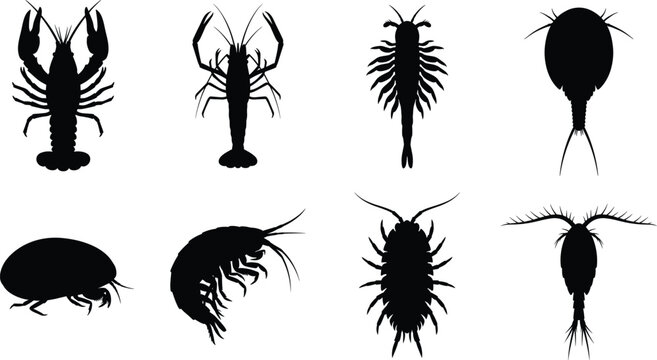 Aquatic Crustacean and Zooplankton Silhouette Collection Isolated on White Background Vector Illustration Set
