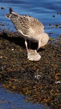 A Seagull Eating a Fish with a Ruddy Turnstone by the Sea in Dalkey, Ireland - Short Version