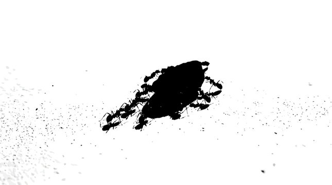 High contrast abstract splatter of a crushed black beetle insect bug stain macro graphic element on white background