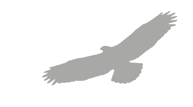 Soft grey shadow of an eagle soaring overhead projected on a plain flat white minimalist architectural studio surface