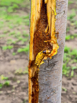 Close-up of a yellow larva burrowing into a damaged tree trunk