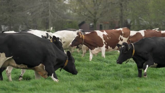 Happy Cows Running in Spring Meadow for the First Time, Slow Motion Grazing Cattle, Green Pasture, Farm Animals, Cinematic 4K Footage