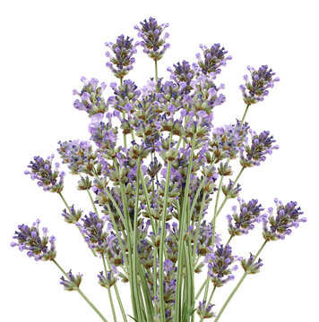 A lush bouquet of blooming purple lavender on green stems on an isolated background