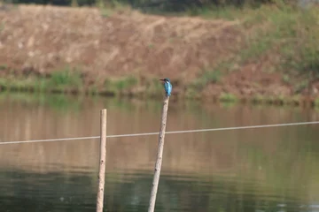 Fotobehang IJsvogel Common Kingfisher perched on a wooden pole beside calm water  © surya