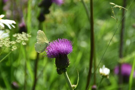 A brimstone butterfly on a wildflower.