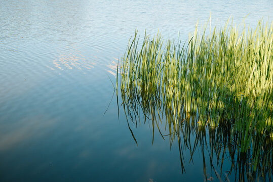 Tall green grass grows at the edge of calm water, reflecting sunlight as it sways gently with the breeze