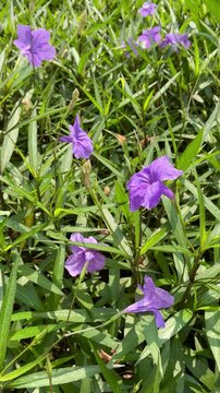 Close up shot of a vibrant purple ruellia simplex flower blooming with green leaves in a natural garden. Fresh tropical flower background perfect for botanical, nature, spring and garden concepts