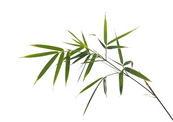 Fototapeta premium Bamboo Leaves Isolated on White
