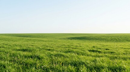 Obraz premium Rolling green grass field under a bright clear sky