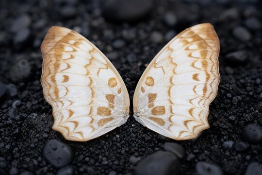 Two symmetrical butterfly shells on black volcanic sand, macro detail.