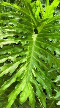 Vibrant green split leaf philodendron in sunlight. Tropical plant texture for biophilic design, sustainable, eco concept, air purifying house plant and mental wellness background.