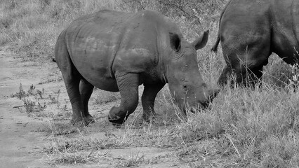 rhino in the wild © Philip