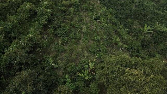 High angle view of a terraced green coffee plantation on a mountain hillside, 4K video.