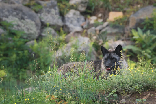 Cute silver fox resting in green grass on a rocky hill