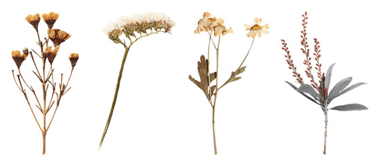 Fototapeta premium PNG Vintage dried botanical illustration on transparent background
