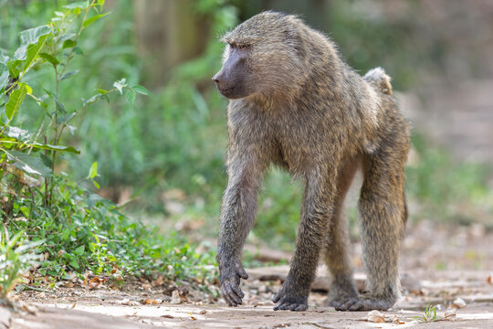 A yellow baboon (Papio cynocephalus) walking.