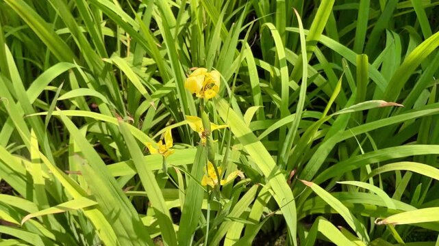 4K footage of yellow walking iris flower swaying among green foliage in sunny tropical garden. Seamless loop fo biophilic design, wellness, sustainability and mental health video content.
