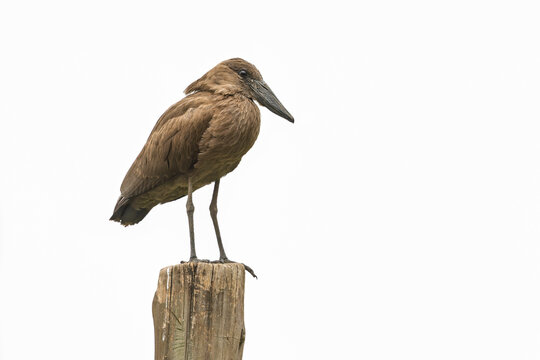 An adult hamerkop (Scopus umbretta) perched on a wooden pole.