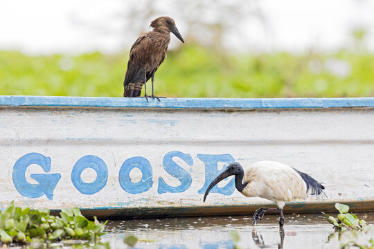 An adult hamerkop (Scopus umbretta) perched and resting on a boat
