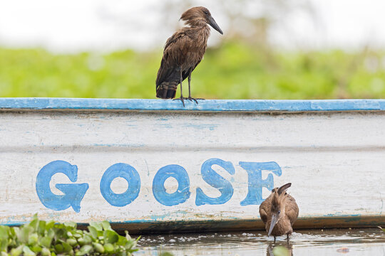 An adult hamerkop (Scopus umbretta) perched and resting on a boat