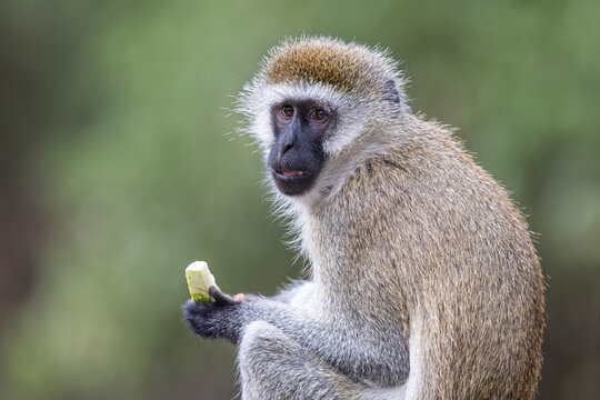 A vervet monkey (Chlorocebus pygerythrus) eating on a garbage can.