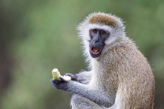 A vervet monkey (Chlorocebus pygerythrus) eating on a garbage can.