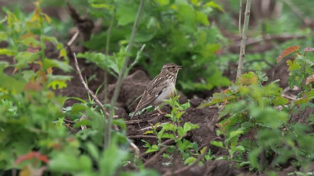 The woodlark (Lullula arborea) singing from a small earth mound