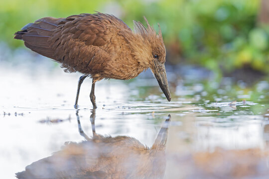 An adult hamerkop (Scopus umbretta) foraging in shallow water.