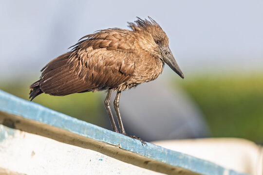An adult hamerkop (Scopus umbretta) perched and resting on a boat