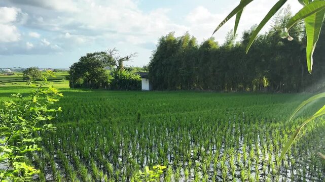 Lush emerald rice terraces in Bali, Indonesia