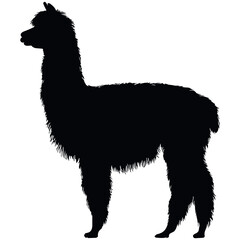 Fototapeta premium Vector illustration of llama in black silhouette style on white background, farm animals, South American wildlife, simple natural composition. Perfect for tourism concepts, animal branding, eco design