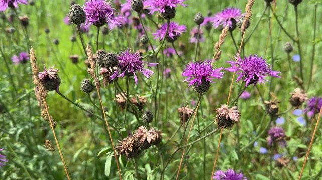 Purple flowers of scabiose cornflower. Centaurea scabiosa