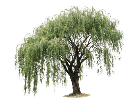 A majestic weeping willow tree showcasing long drooping green branches and a textured dark brown trunk isolated against a pure white background captured with soft natural lighting for a clear crisp bo