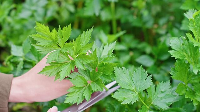 Close up of fresh green celery being cut with scissors in a natural garden setting. Smoothie preparation, cooking, healthy eco friendly lifestyle, preparing meals from farm fresh ingredients, recipes