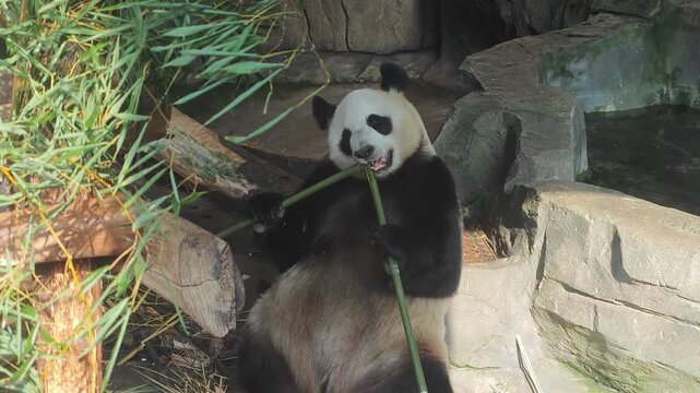 A cute giant panda happily sits on the rocky ground and chewing a long green bamboo