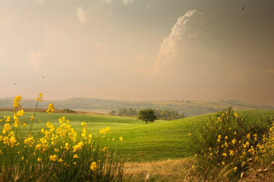 Dreamy Tuscany countryside in July and August summer haze, a lone tree standing on green rolling hills, moody, minimalist Italian rural landscape for travel and nature themes.