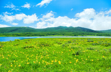 福島県耶麻郡北塩原村　雄国沼湿原に群生するニッコウキスゲと雄国沼 © TNK