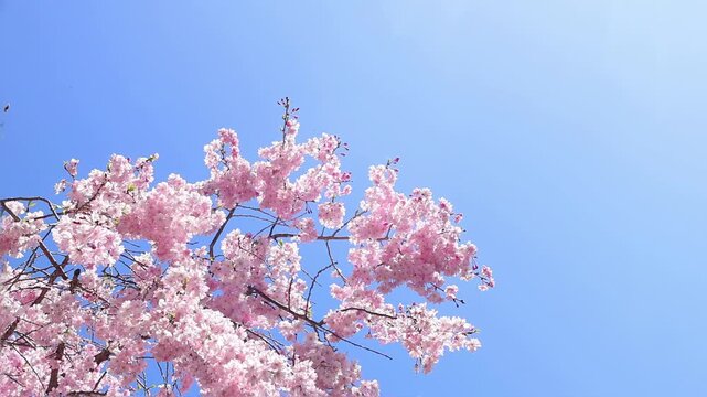 Close-up view of delicate pink cherry blossom branches in Japan, creating a soft abstract floral background with spring colors, sunlight and calm hanami mood.