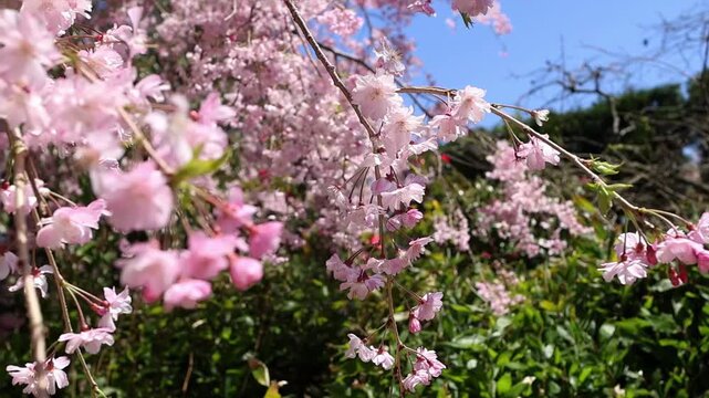 Delicate Japanese sakura blossoms filling the frame with soft pink flowers and natural sunlight. Peaceful spring background for travel, hanami season and romantic nature concepts.