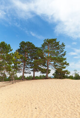 Fototapeta premium Baikal Lake. Coast of Olkhon Island in summer. Sand dunes with pine trees with exposed roots, or 