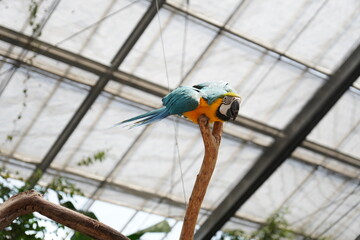 Obraz premium Blue and yellow macaw perched on top of a bare branch looking at the camera