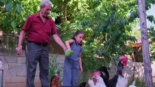 An elderly man and young girl feed chickens in a backyard coop, showing rural family life, grandparent bonding, poultry care, daily chores, village living, and sustainable homestead lifestyle.