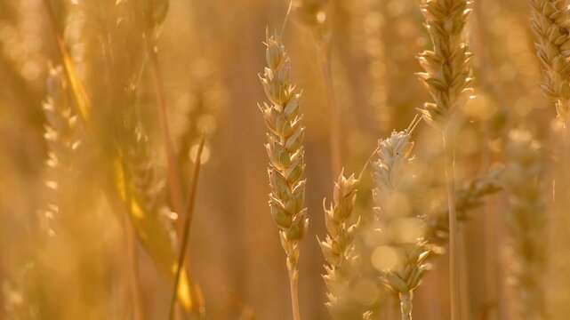 Close-up of backlit wheat ear swaying in a light breeze under warm golden sunset light in an agricultural field.