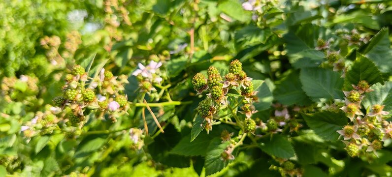 Green blackberries ripening on a branch in the garden. Blackberry blossoms before the crop matures.