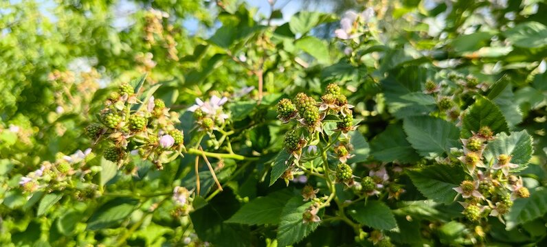 Green blackberries ripening on a branch in the garden. Blackberry blossoms before the crop matures.