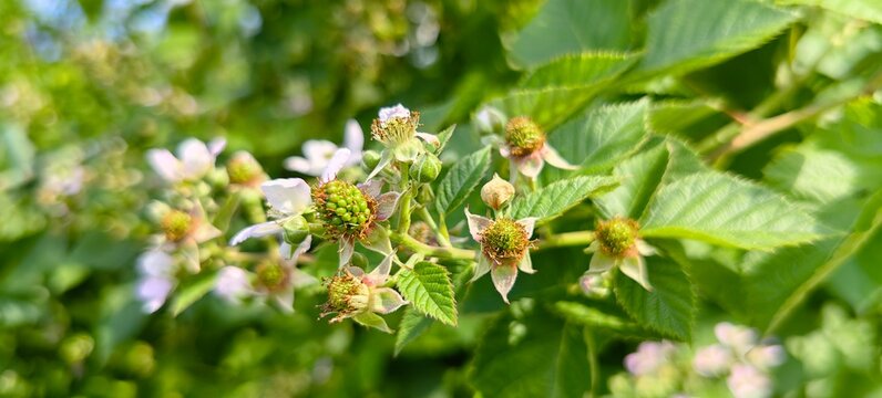 Green blackberries ripening on a branch in the garden. Blackberry blossoms before the crop matures.