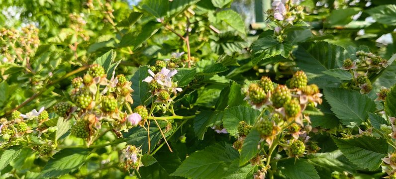 Green blackberries ripening on a branch in the garden. Blackberry blossoms before the crop matures.