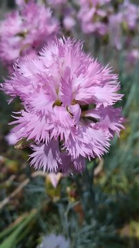 Close-up of pink fringed pinks or feathered pink carnation flower, Vertical video of a blooming pink dianthus plumarius flower outdoors