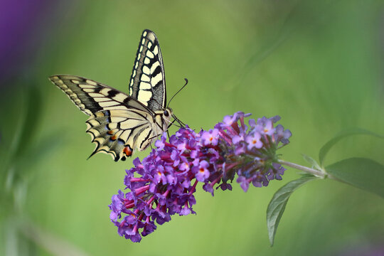 Schwalbenschwanz / Old world swallowtail / Papilio mchaon