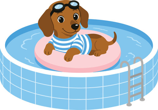 Cute dachshund dog relaxing in a blue inflatable swimming pool with dachshund swimming inflatable